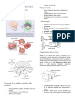 Neuroanatomía Funcional Del Sistema Nervioso