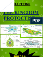 (A) Protoctists (Protozoa)