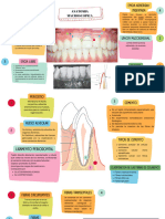 Anatomia Macroscopica y Microscopica