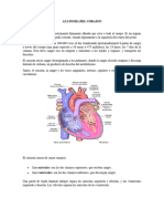 Anatomia Del Corazon