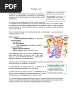 Fisiología Renal I