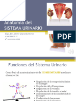 (Clase 6) Sistema Urinario