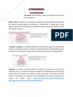 Odontogénesis en La Actualidad