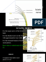 Project K Sciatic Nerve Pre Final Copy 2