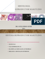 Sistema Reproductor Masculino Histologia II