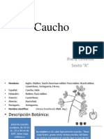 Caucho Exposicion