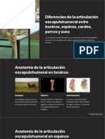 Diferencias de La Articulacion Escapulohumeral Entre Bovinos Equinos Cerdos Perros y Aves