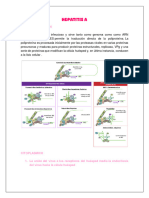 HEPATITIS A Replicación