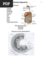 Aula - Sistema Digestivo
