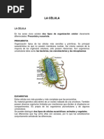 Celula Patologia Clinica 24-09-2023