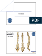 Diapositivas Tronco D