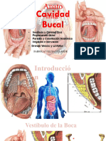 Anatomia Cavidad Bucal EXPO NEUROLOGIA