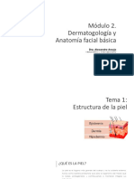 Anatomía Facial Básica