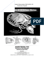 Anatomia de Tortugas Marinas