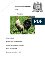 Rooster Ensayo