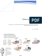 Portafolio Anatomia