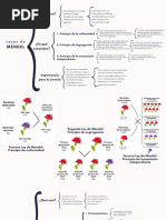 Leyes de Mendel y Trastornos Genéticos