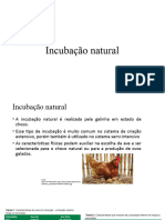 Incubação Natural