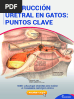 Obstrucción Uretral en Gatos