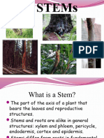 Botany Stem