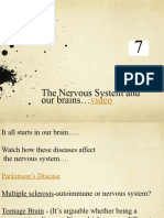 Nervous System