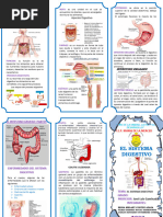 Trictico El Sistema Digestivo