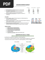 Wuolah Free Resumen Examen Apuntes Anatomia Gulag Free