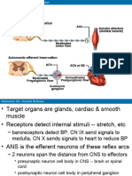 Autonomic Nervous System