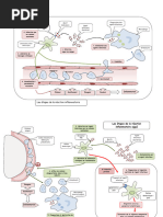 Les Étapes de La Réaction Inflammatoire