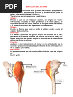 Musculos Del Gluteo