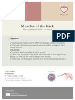 Muscles of The Back