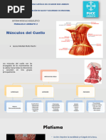 Musculos Del Cuello