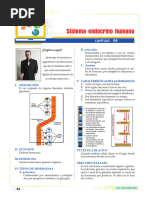 SIstema Endocrino humano-IV B - 2° - Removed