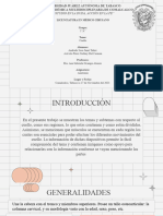 Anato - Cuello (3j (1) (Solo Lectura)