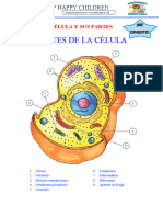 Partes de La Célula 4to