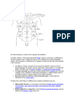 Abdomen 2