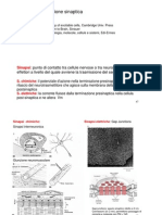 Trasmissione Sinaptica