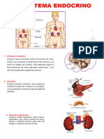 Sistema-Endocrino IMPRIMIR