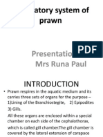 Respiratory System