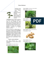 Plantas Medicinais