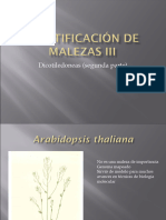 Identificación de Malezas III