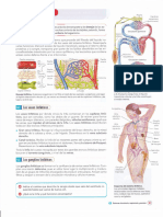 El Sistema Linfático