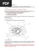 Quatões Sobre o Sistema Límbico