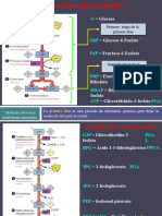 Metabolismo Glucolisis (ALUMNOS 2)