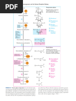 Carbohydrate Metabolism Compiled 1KSD