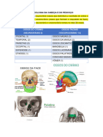 Osteologia Da Cabeça e Do Pescoço