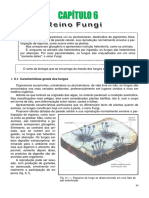 Reino Fungi - Completo