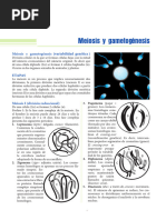 Biología - 02 - Meiosis y Gametogenesis