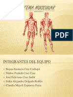 Sistema Muscular