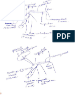 Trigeminal Nerve